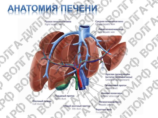 Роль печени в метаболизме веществ. Детоксикационная функция печени Роль печени в метаболизме веществ. Детоксикационная функция печени