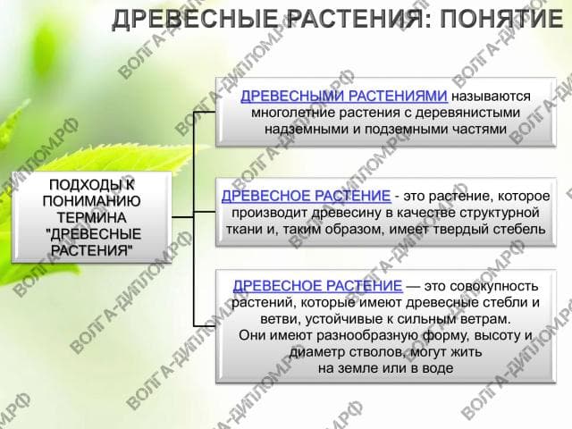 Оформление парковых зон древесными растениями. Их экологическое значение в пищевой цепи и декоративность